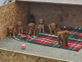 Продавам мини пудел , снимка 4