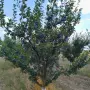 сини сливи сорт "Стенлей" БИО, снимка 5