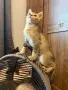 Британски / шотландски котета , снимка 8