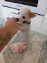 чихуахуа мини мъжки 4мец., снимка 2