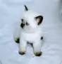 Шотландски със сини очи. , снимка 5