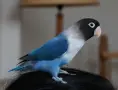 Топ Неразделки маскови , снимка 2