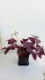 Оксалис/ Oxalis Triangularis /, снимка 4