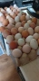 Продавам домашни яйца и прясно краве мляко !!, снимка 1