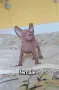 Дон Сфинкс чистокръвни момченце и момичета , снимка 3