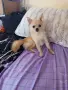 2 момичета и 1 момче, снимка 6