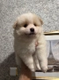мъжко кученце померан, снимка 1