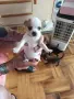продава кученца, чихуахуа , снимка 5