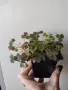 Оксалис, Oxalis vulcanicola Sunset Velvet, снимка 1