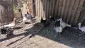 въртящи  гълаби, снимка 5