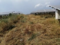 Косене на трева във фотоволтаични паркове (ФЕЦ), снимка 12