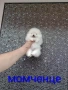 Чисто бял миниатюрен мини Померан., снимка 9