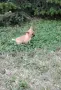 мъжко мини чихуахуа , снимка 2