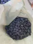 Сини сливи сорт Стенлей, снимка 2