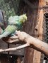 Ръчно хранени папагали , снимка 11
