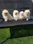 Померани померанчета своодни, снимка 8