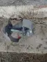 Продавам едно звено мотички Тракия , снимка 3