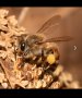 Пчелни семейства, снимка 1 - За пчели - 44463820