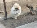 Померан момченце, снимка 8