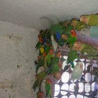 Продавам различни видове папагали, снимка 1 - Папагали - 42527505