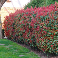 Фотиния - Photinia, снимка 7 - Други - 41432363