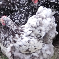 Разплодни яйца от Кохин стандарт , снимка 6 - Кокошки и пуйки - 44788818