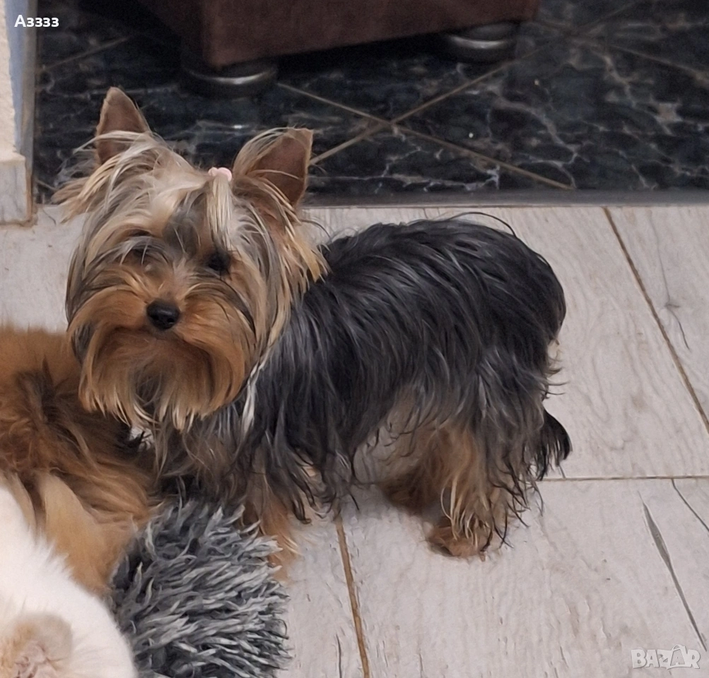 Йоркширски териер, снимка 1