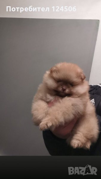Померан, померанчета, мини померани, снимка 1