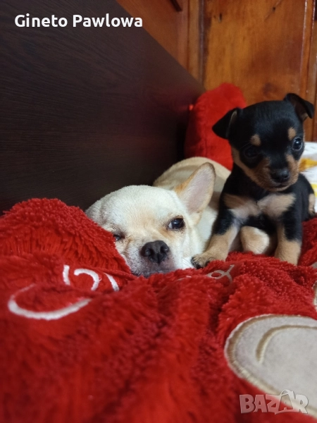 Между Пинчер-Чихуахуа , снимка 1