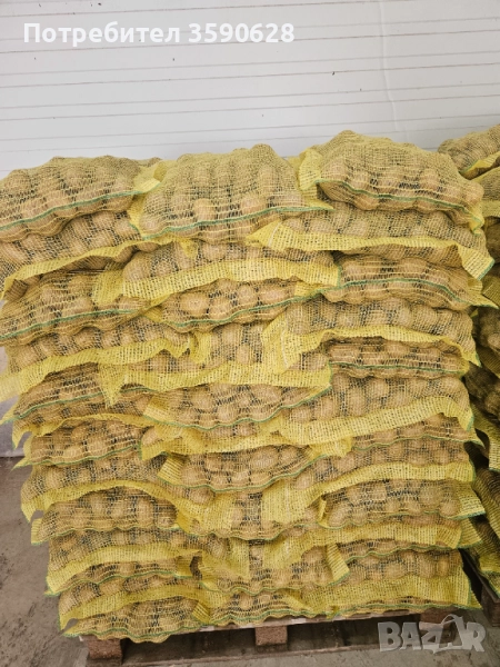 Продавам картофи сорт Сорая , снимка 1