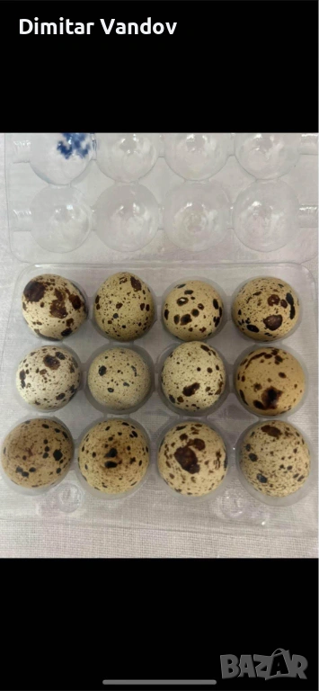 Пъдпъдъчи яйца, снимка 1