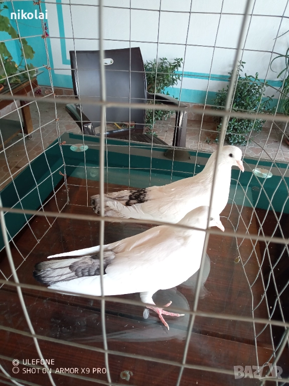 бемкали, снимка 1