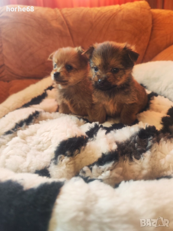 Мини кученца Йоркипом , снимка 1