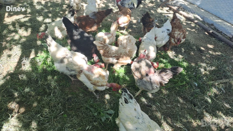 Кокошки Голошийки , снимка 1