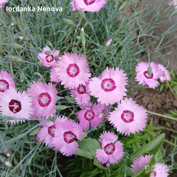 Карамфилчета, снимка 1