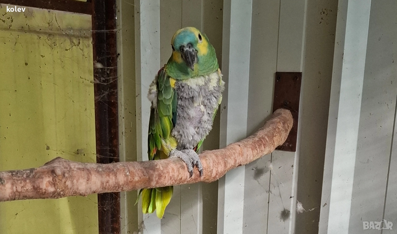 Папагал Синьочела амазона женска, снимка 1