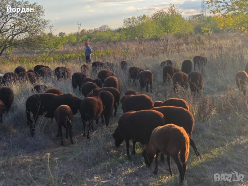 медно червена шуменска , снимка 1