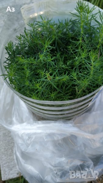 Продавам цветя Флокс за градината - разсад за лятно засаждане, снимка 1