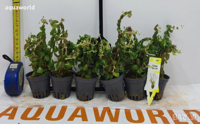 "ПРОМОЦИЯ" Rotala yao-yai /Ротала/, снимка 1