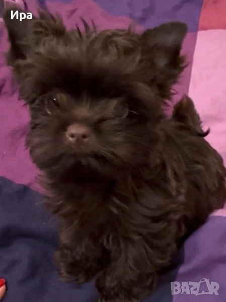 Момче, шоколадов йорки, снимка 1