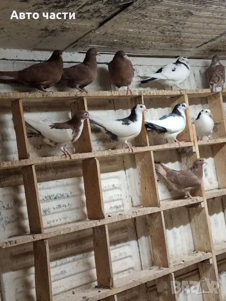 пазарджишки гълаби на хвърче не, снимка 1