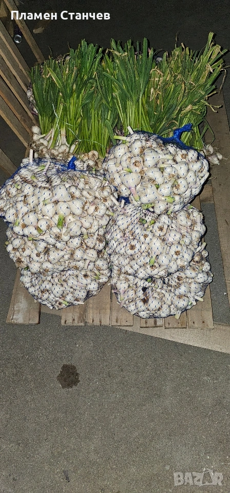 пшеница, снимка 1