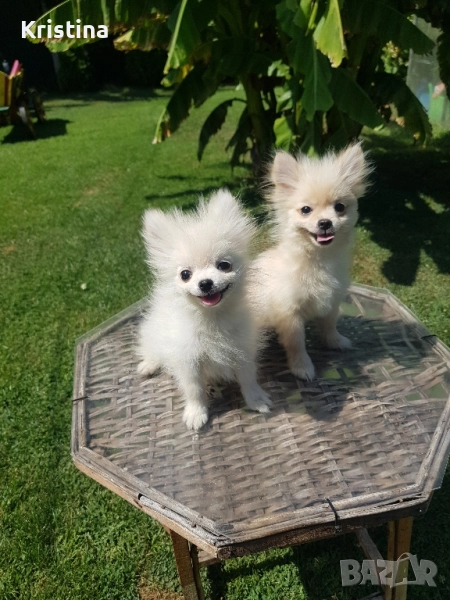 Мини померан померанчета на 3 месеца, снимка 1