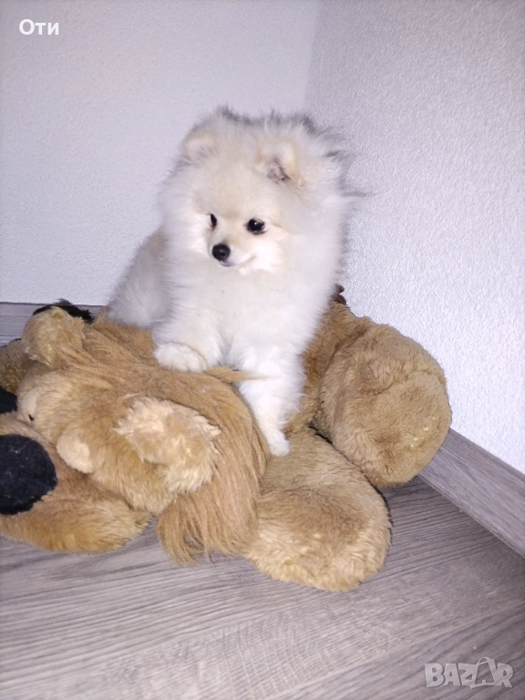 Померан, снимка 1