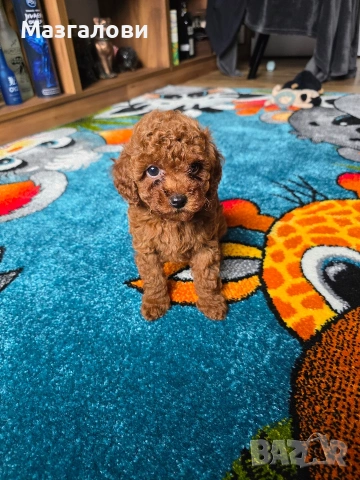 Продавам Той Пудел, снимка 2 - Пудели - 54016922