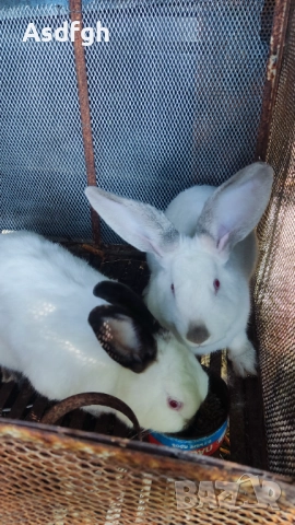 Зайци Калифорнийски зайци, снимка 4 - За гризачи - 51627208