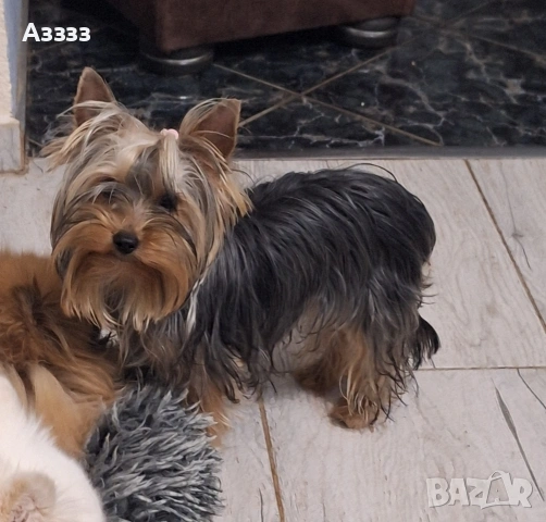 Йоркширски териер