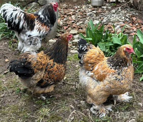 Разплодни яйца от порцеланови брами, снимка 5 - За птици - 49816987