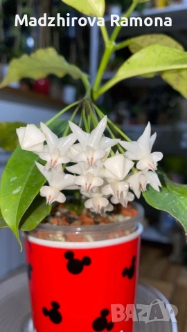 Hoya Lockii , снимка 3 - Стайни растения - 52644056