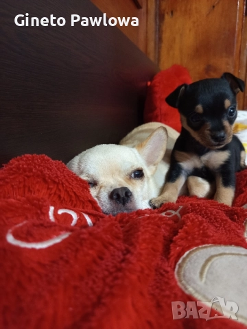 Между Пинчер-Чихуахуа 